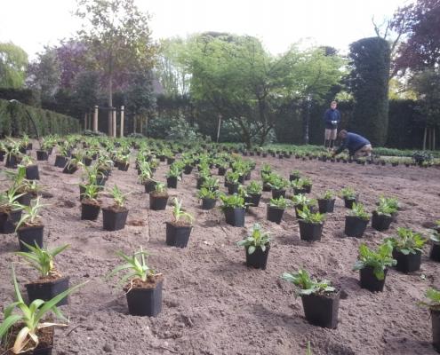 Beplanting tuin Berkel Enschot