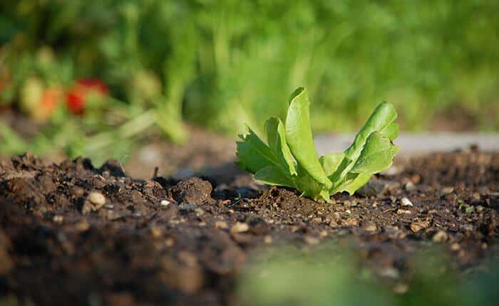 Bersselaar-groen-gezonde-tuingrond Een gezonde tuingrond is de bodem voor een gezonde tuin