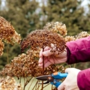voorjaarsplanten snoeien in het voorjaar