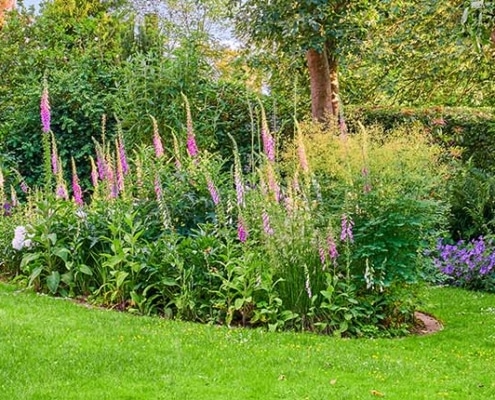 beplanting-tuinaanleg-hovenier-rosmalen-bersselaar-groen