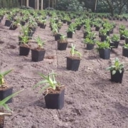 beplanting in het najaar, wat is het ideale moment?