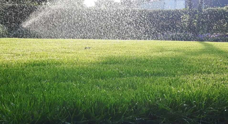 Voorjaarsplanten snoeien Voorjaarsplanten snoeien