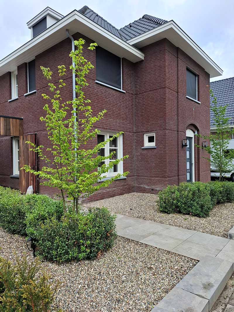 onderhoudsvriendelijke-voortuin-grind-bersselaar Onderhoudsvriendelijke voortuin met grind, Osmanthus en meerstammige Carpinus