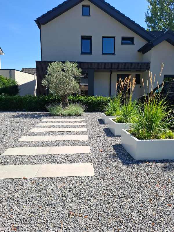 mediterrane-tuin-olijfboom-voortuin Oude olijfboom met lavendelborder en Schellevis staptegels in moderne voortuin